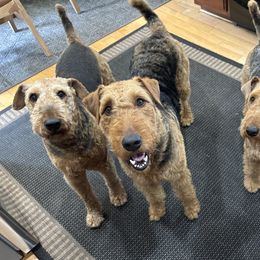 Airedale Terriers from Blue Ridge Airedale's of Virginia