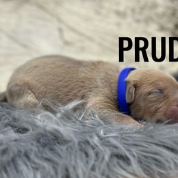Boy 5 - Fawn American Bully puppy in Eagle River, Alaska from 49th State Kennels