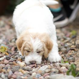 Australian Labradoodle Puppies from Bedrock Labradoodles