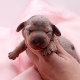CKC Eleven - Dapple female Dachshund puppy in Christiansburg, Virginia from Little Legs Luxury Dachshunds