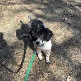 Gem - Poodle