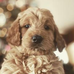 Goldendoodles, Golden Retrievers, and Poodles from California Golden Love