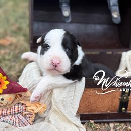 Zeke - Black and white male Border Collie puppy in Nashville, Arkansas from Whisenhunt Farms