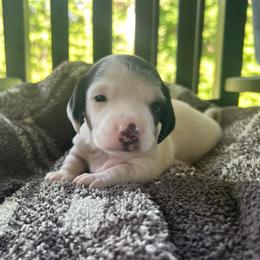 Willadeene Parton - Piebald female Dachshund puppy in Dobson, North Carolina from Oakleys Dachshund Haven