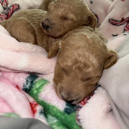 Cavapoo, Poodle, and Sheepadoodle Puppies from Oregon Poodle Oodle Doodles