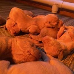 Girl 1 - Golden rust female Vizsla puppy in Riverview, Indiana from Kismet Vizslas