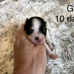 Girl 2 - Black tan and white female Biewer Terrier puppy in Chester, South Carolina from Classic Biewers
