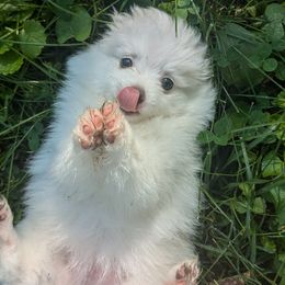 Pomeranian Puppies from Textilepoms