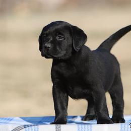 Fancy Girl 6 - Yellow Collar - Black female Labrador Retriever puppy in Point, Texas from Lakylu Kennels