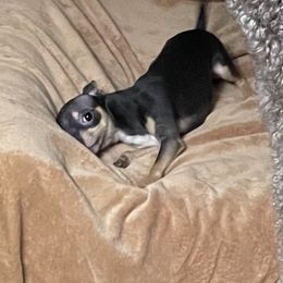 Griffin - Chihuahua