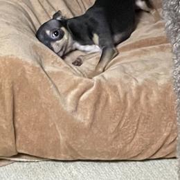 Griffin - Chihuahua