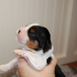 Australian Shepherd, Cavalier King Charles Spaniel, and Cavapoo Puppies from Dogwood & Sassafras Companions