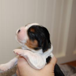 Australian Shepherd, Cavalier King Charles Spaniel, and Cavapoo Puppies from Dogwood & Sassafras Companions