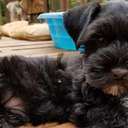 Miniature Schnauzers from Tammie Corrow's Miniature Schnauzers