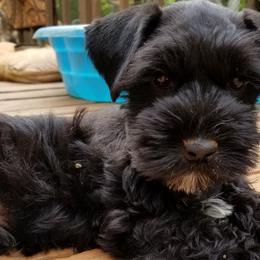 Miniature Schnauzers from Tammie Corrow's Miniature Schnauzers