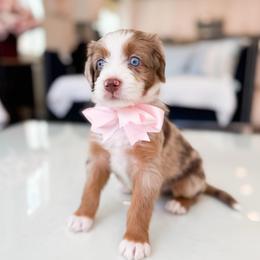 Priya-Light Pink - Chocolate merle female Bernedoodle puppy in Ontario, California from Teddy Doodles & Standard Poodles