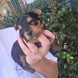 Rowdy - Black and gold male Yorkshire Terrier puppy in Lakeland, Florida from You Me & The Yorkies