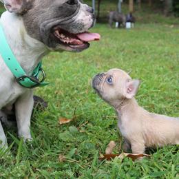 French Bulldog Puppies from The Frenchie Farm