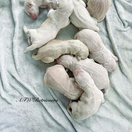 Boy (Reservation 5) - Golden male Golden Retriever puppy in Murfreesboro, Tennessee from ATW Retrievers