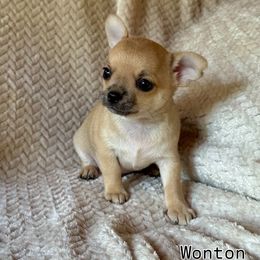 Wonton - Fawn male Chihuahua puppy in Grass Valley, California from Red Paw Chihuahuas