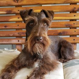 Groot - Miniature Schnauzer
