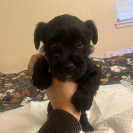 Girl 5 - Black Miniature Schnauzer puppy in Rocklin, California from MiniSchnauzerWorld