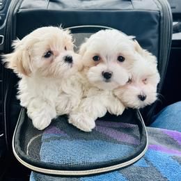 Maltese, Maltipoo, Poodle, and Yorkshire Terrier Puppies from Paw Perfect Pets
