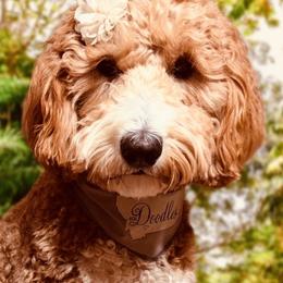 Roxie - Goldendoodle