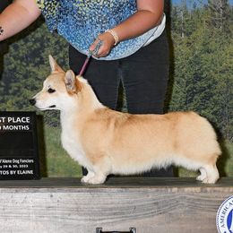Ellie - Pembroke Welsh Corgi