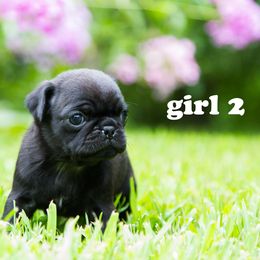 Pug Puppies from Rachel Sauder