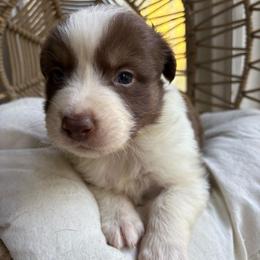 Jack - Red tri-color male Australian Shepherd puppy in Grants Pass, Oregon from Carmel Mountain Aussies