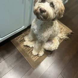 Aussiedoodle and Bernedoodle Puppies from LolliPop Farms