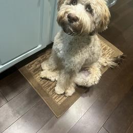 Aussiedoodle and Bernedoodle Puppies from LolliPop Farms