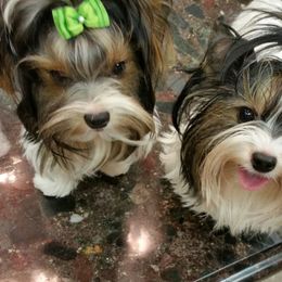 Biewer Terrier Puppies from Butterfly Biewers