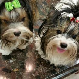 Biewer Terrier Puppies from Butterfly Biewers