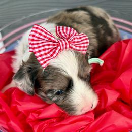 Teal collar toy - Red merle female Aussiedoodle puppy in 32046, Florida from River Hill Ranch