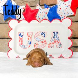 Teddy - Apricot male Australian Labradoodle puppy in Leicester, North Carolina from Paws For All Labradoodles