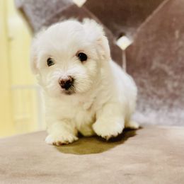 Lilac - White female Coton de Tulear puppy in Palm Desert, California from Cotoncutie