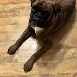 Boxer Puppies from Von Royal Dell’Infinite