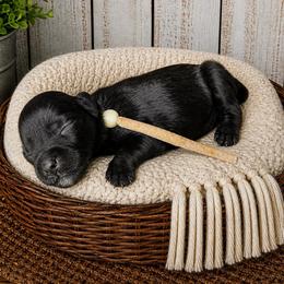Luna - Black female Miniature Schnauzer puppy in Magalia, California from NorCal Schnauzers
