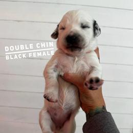 Double chin - White and black female Dalmatian puppy in Stanchfield, Minnesota from Darling Dalmatians