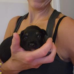 Miniature Australian Shepherd Puppies from Carter's Cuties