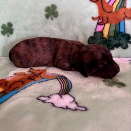 Brindle boy - Brindle male Dachshund puppy in Willow Springs, Missouri from Krazy Acre Farm