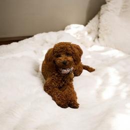 Mochi - Poodle