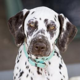 Dalmatians from SpotNmyHeart Dalmatians
