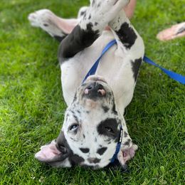 Great Dane Puppies from Guilty Pleasure Great Danes