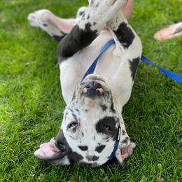 Great Dane Puppies from Guilty Pleasure Great Danes