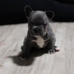 Sarabi - Blue female French Bulldog puppy in Austin, Texas from Ward's Frenchies 2 Yours