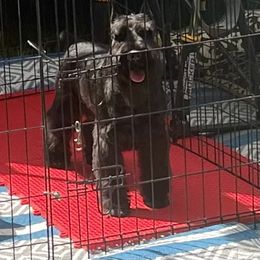 Gemma - Miniature Schnauzer