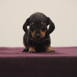 Showgirl - Black and tan female Dachshund puppy in Okeechobee, Florida from Far Far Away Dachshunds